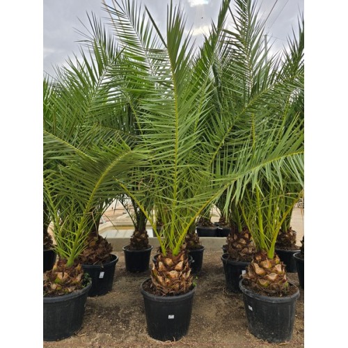 Phoenix canariensis 90 lt  -5*/-8*